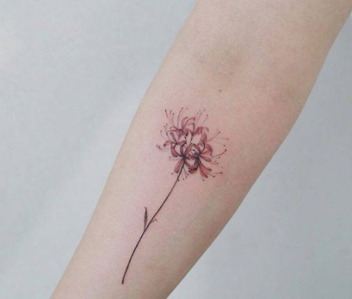 Mẫu xăm hoa bỉ ngạn ở cánh tay cho nữ Hình xăm tattoo hoa bỉ ngạn ở tay đẹp nhất cho nữ giới